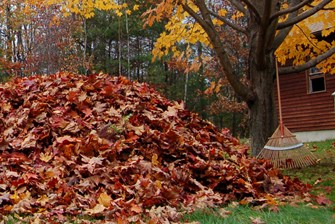 Fall Clean Up