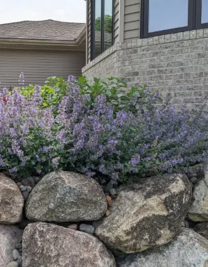 Image of retaining wall boulders with russian sage